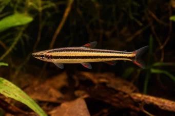 Nannostomus marginatus (Dværgblyantfisk)