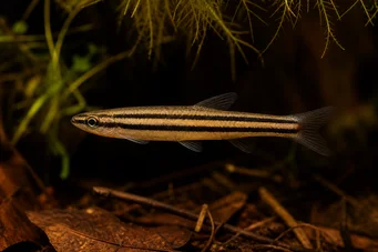 Nannostomus trifasciatus (Tre -bånd blyantfisk)