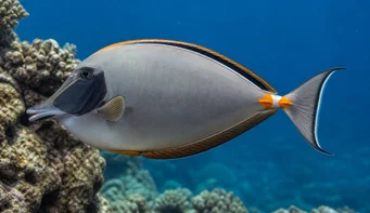 Naso lituratus (Nasal Orange Spurs)