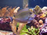 Naso Lopezi Slank Naso