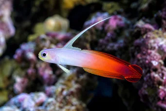 Nemateleotris magnifica