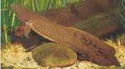 Neoceratodus forsteri Australske Dipneuste, Ba...