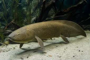 Neoceratodus forsteri Australske Dipneuste, Barramanda fra Aust.