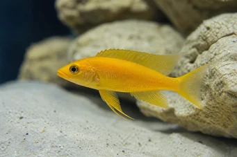 Neolamprologus leleupi (Cichlid citron)
