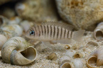 Neolamprologus multifasciatus (Stried lamprologus)