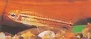 Neolebias trilineatus Afrikansk characin med t...