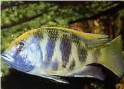 Nimbochromis venustus Venustus, påfugldæksle...