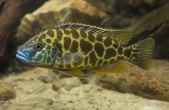 Nimbochromis venustus (Venustus, påfugldæksler)