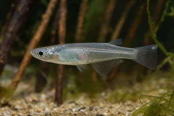 Oryzias melastigma Killi af Java