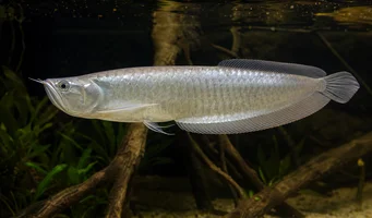 Osteoglossum bicirrhosum Arowana