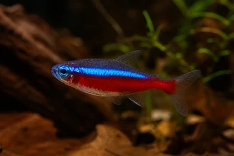Paracheirodon axelrodi (Tetra Cardinal)