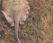 Paratrygon orbicularis Orbikulær linje