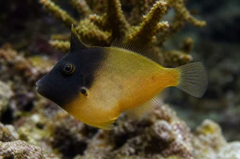 Pervagor melanocephalus (Rødhalehale fisk)