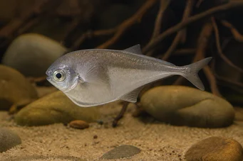 Petrocephalus bovei Mormyre