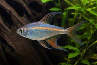 Phenacogrammus Congo II (Tetra du Congo Lemon)