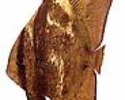 Platax orbicularis Orbikulær flagermusfisk