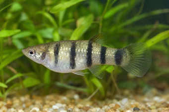 Poecilia nigrofasciata (Sort Ray Poecilia)