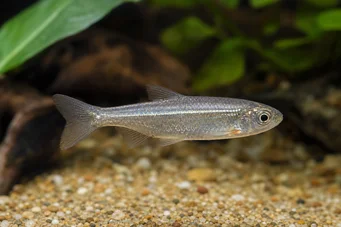Poissonsus picus (Porc-episk fisk)