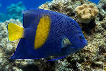 Pomacanthus maculosus (Angel Fish in Croissant)