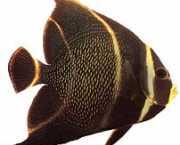 Pomacanthus paru Fransk engel