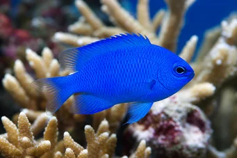 Pomacentrus alleni