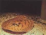 Potamotrygon hystrix Marmoreret ferskvandslin...