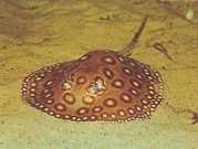 Potamotrygon motoro Océlée ferskvands past...