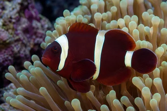 Premnas biaculeatus (Thorny Clown)