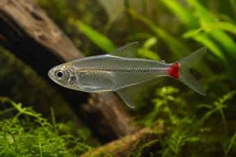 Prionobrama filigera (Rød -tailed glas characin)