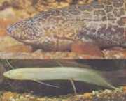 Protopterus aethiopicus ... Etiopien protopter