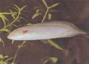 Protopterus annectens an... Afrikansk Dipneuste