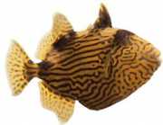 Pseudobalistes fuscus Vermikuleret