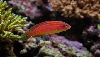 Pseudocheilinus hexataenia (Seks -linje labrum)