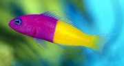 Pseudochromis paccagnell... Vanilla-fraise fisk