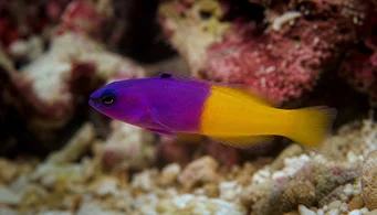 Pseudochromis paccagnellae Vanilla-fraise fisk