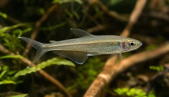 Pseudocorynopoma doriae (Glente)