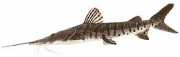 Pseudoplatystoma fasciat... Tiger