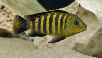 Pseudotropheus crabo (Pseudotropheus Chameleon)