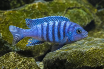 Pseudotropheus tropheops (Gul)