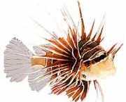 Pterois radiata Udstrålet scoringsfisk