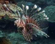 Pterois volitans Scoring af fisk