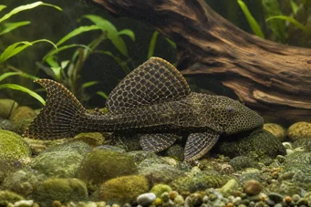 Pterygoplichthys anisitsi (Sne Pleco)