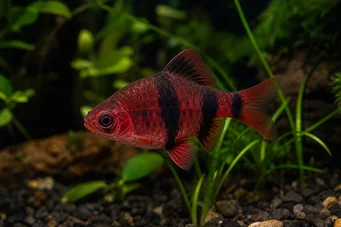 Puntius nigrofasciatus (Red Head Beardbus, Bearded Nigor)