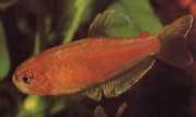 Rachoviscus crassiceps Characin med tykt hoved,...