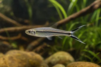 Rasbora trilineata