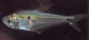 Roeboides dayi Glas tetra