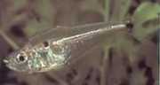 Roeboides descalvadensis Hunchback, hoved i bunde...