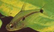 Roeboides meeki Glas tetra