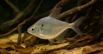 Roeboides meeki (Glas tetra)