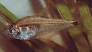 Roeboides paranensis Hunchback, hoved i bunde...